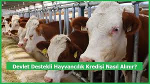 Kosgeb hayvancılık desteklerinin başvurularını illerde yer alan kosgeb müdürlüklerinden kabul ediyor. Faizsiz Hayvancilik Kredisi Almanin Sartlari 2021 Devlet Kredileri