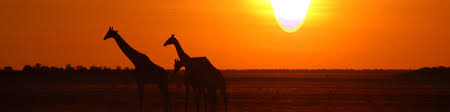 Maybe you would like to learn more about one of these? Etosha National Park Wikitravel