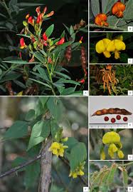 Image result for Cajanus cajan