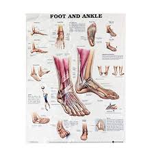 Okil Anatomy Of Foot And Ankle Poster Anatomical Chart Human