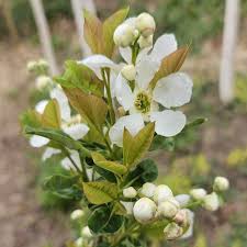 Image result for Sida serratifolia