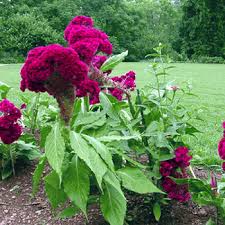 Cockscomb Seeds Celosia Argentea Var Cristata Flower Seeds Plants Annual Flowers