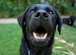 It's no secret that professional dog dental cleaning is important. 5 Interesting Facts About Your Dog S Teeth Petmd