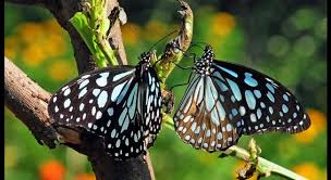 Butterflies are insects in the macrolepidopteran clade rhopalocera from the order lepidoptera, which also includes moths. Butterfly Month Seven Species To Compete For National Butterfly Of India Title Poll Now Open For Citizens The Weather Channel Articles From The Weather Channel Weather Com