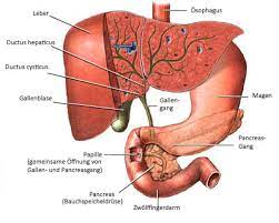 Gallenblase Minimalinvasive Operation Laparoskopische Op