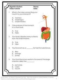 Chapter 14 the digestive system and body metabolism answers. Wafa Almurbati Wafaalmurbati Profile Pinterest