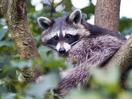 Traps not only kill rodents on impact, in the most humane way possible, but also helps to contain the problem. Vermin Rodents Raccoons And Other Homeowner Wildlife Issues Baily Insurance