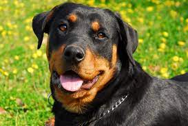 Top 6 Common Myths About Rottweilers Puff And Fluff Spa