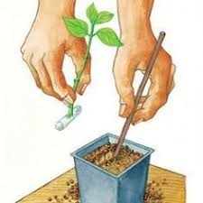 Bouturer Du Lilas Jardins Potager Domestique Bouturer Lilas