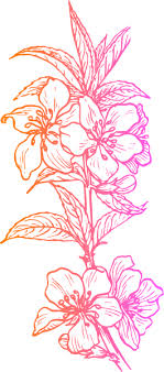 Almond Flower Tattoo Almond Flower Cherry Blossom Outline Almond Blossom