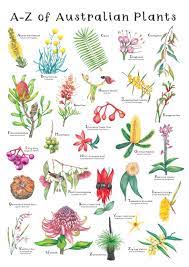 A Z Of Australian Native Plants Botanical Print Hand Drawn Illustrations Making An Alphabet Of Wildflowers Printed To A2 A3 And A4 In 2021 Australian Native Flowers Australian Native Flower Tattoo Australian