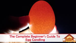 Gently pick up one of the eggs and hold it up to the light, without looking directly at the light. The Complete Beginner S Guide To Egg Candling