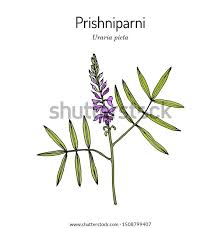 Image result for Uraria picta