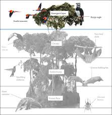 Rain forests cover only 2% of the earth's surface, yet they provide habitat and nutritional support for almost half of the earth's known living species. Rainforest Emergent Layer Rainforest Layers Dk Find Out