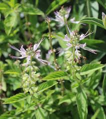 Image result for Ocimum filamentosum