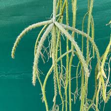 Image result for Rhipsalis baccifera