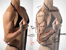 The muscle belly is in the upper arm and forms a thick tendon that attaches to the inner aspect of the elbow. Arm Muscle Map Needs Corrections Arm Muscle Proko Anatomy Muscle Reference