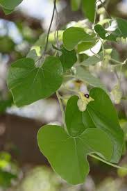 Image result for Aristolochia promissa