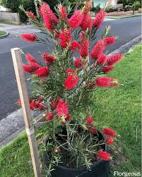 Check spelling or type a new query. Bottlebrush Trees Callistemon How To Grow And Care Successfully Florgeous