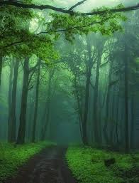 Emerald Green Forest Beautiful Nature Nature Photography Nature