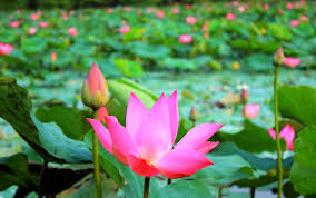 Di indonesia, teratai juga digunakan untuk menyebut tanaman dari genus nelumbo (lotus). Khasiat Bunga Teratai Untuk Penurun Tekanan Darah Tinggi Ngopo Com