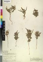 Image result for Pogonospermum ciliatum