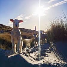 Themodernleper On Instagram Made Some Friends On Sylt Sylt Urlaub Nordsee Sylt