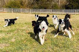 Located at clyde, mi 48049 $700 final total price including a $100 non refundable. East Tennessee Border Collie Rescue Home Facebook