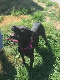 They can also vary in the degree of education and curriculum they offer. Pin On Dogs To Adopt