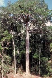 Image result for Agathis