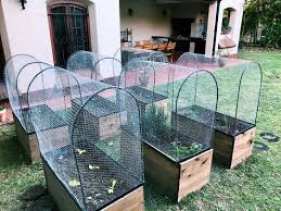 Hoy Armamos Estas 6 Huertas De 1 Metro De Largo X 50 Cm De Ancho Y 45 Cm De Altura Con Alambre Gallinero Estos Protect Huerta Plantas De Exterior Jardineria