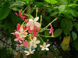 Image result for Combretum indicum