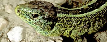 Alle jobs und stellenangebote in bamberg, bayreuth, coburg und der umgebung. Im Garten Vier Tipps Fur Reptilien Wohlfuhloasen Pro Natura