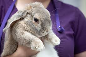 When your bird, reptile or small mammal develops a problem, it's important to be seen quickly by an experienced veterinarian. Exotic Pets At Block House Creek Animal Hospital