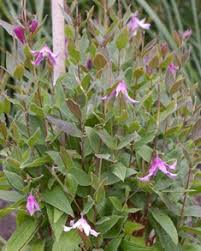 We did not find results for: Clematis Pagoda Pink Joy Creek Nursery