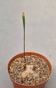 Image result for Eriospermum abyssinicum