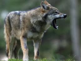 They roam as much as 12 miles per day, looking for food. France S Love Hate Relationship With Wolves