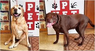 Jon is a god send. Pet Vet Animal Hospital 2021 Kentucky Ave Vestavia Al Veterinarians Mapquest