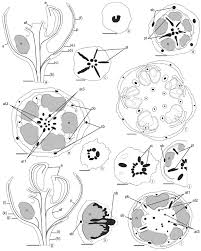 Maybe you would like to learn more about one of these? Vasculature Of Staminate Flowers Of Astraea And Croton A F A Download Scientific Diagram