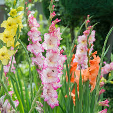 Image result for Gladiolus bellus