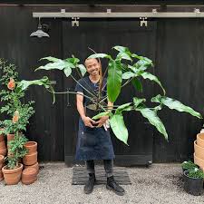 Every Delivery Day Holds Its Special Surprises And Today This Philodendron Mexicanum Takes The Cake Also Sup Philodendron Variegated Plants Plant Nursery