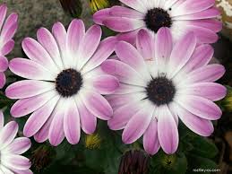 Image result for paprskovka obrázek