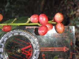 Image result for Brucea antidysenterica