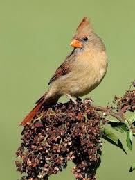 Backyard Birds Of Arizona Desert Desert Cardinal Pyrrhuloxia In Fountain Hills Az In My Mom S Side Yard Female Mostly Gray Backyard Birds Birds Wild Birds