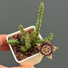 Image result for Orbea variegata