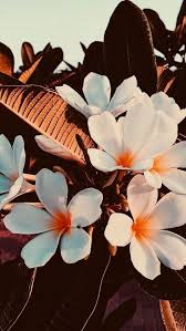 Free download latest collection of aesthetic wallpapers and backgrounds. 29 Summer Iphone Wallpaper Ideas To Obsess Over Fancy Ideas About Everything Flower Wallpaper Wallpapers Vintage Iphone Dynamic Wallpaper