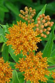Butterflyweed Asclepias Tuberosa Asclepias Tuberosa Flowers Perennials Plants