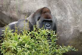 Bokito raakte in 2007 in het nieuws toen hij ontsnapte en daarbij een bezoekster van de dierentuin zwaar verwondde. Vrouw Ernstig Gewond Door In Blijdorp Ontsnapte Gorilla De Volkskrant