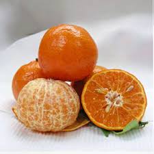 Image result for Mandarin Orange 1993 FXSTS