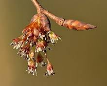 Ulmus laevis pall., variously known as the european white elm,1 fluttering elm, spreading elm, stately elm and, in the usa, the russian elm, is a large the species was first identified, as ulmus laevis, by pallas, in his flora rossica published in 1784.6 the tree is allogamous and is most closely related to. Ulmus Laevis Wikipedia